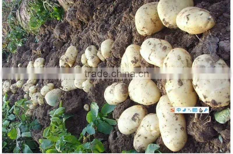 Fresh Holland Potato;Potato price
