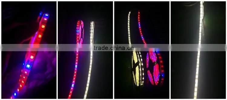 50m/Roll Waterproof flexible SMD5050 rgb Led Strip led lights manufacturing