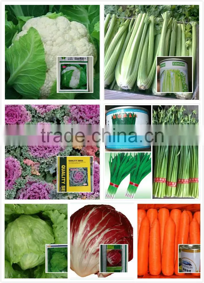 Cold resistant pink and green lolor kale seeds