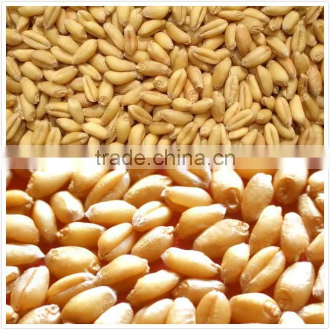 latest technology wheat drying machine China machinery manufacturers