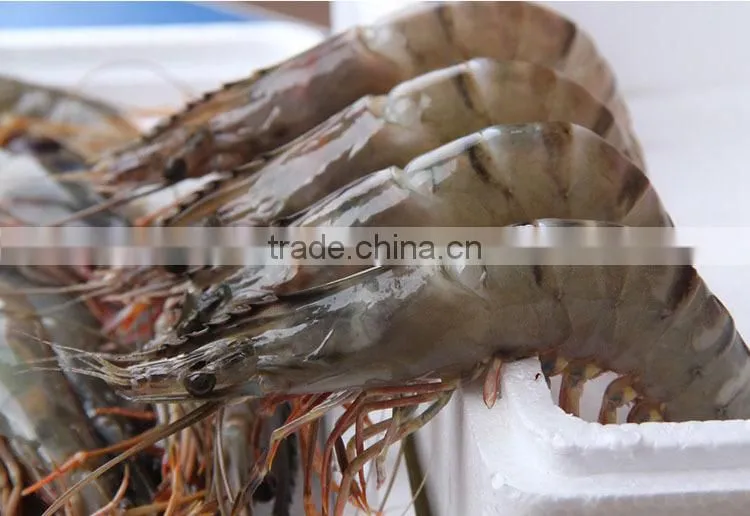 Frozen Banded Shrimp