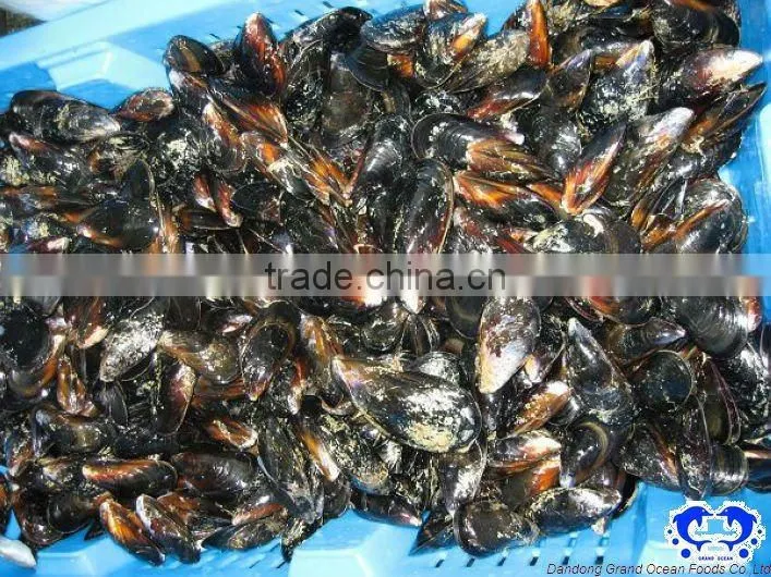 seafood frozen half shell cooked mussel