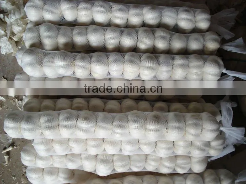 Chinese garlic