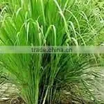 Lemongrass Essential Oils