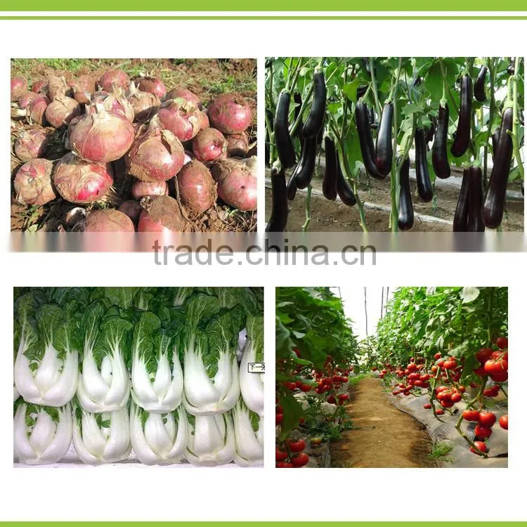 powder Pseudomonas fluorescens for bio fungicide,pesticide,virucide