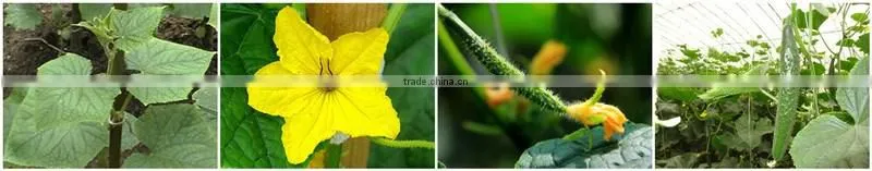 FAQ 2--Potassium Humate Fulvic Acid Fertilizer For Cucumber
