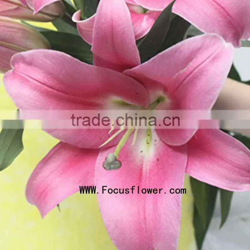 Reasonable Price Spray Lily Natural Flowers With 1.7~3.5KG/Bundle Tiger Lily Silk Flowers Blue Named As Fresh Cut Lily Robina Fr