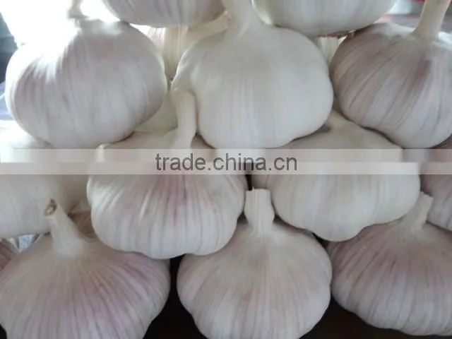 2016 fresh garlic supplier