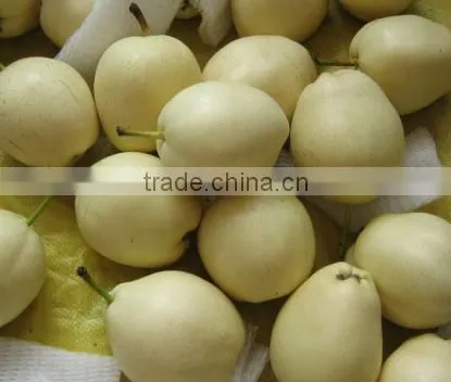 china best price of ya pear