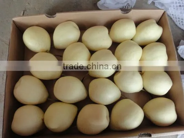 fresh ya pear&new crop&the most lowest price