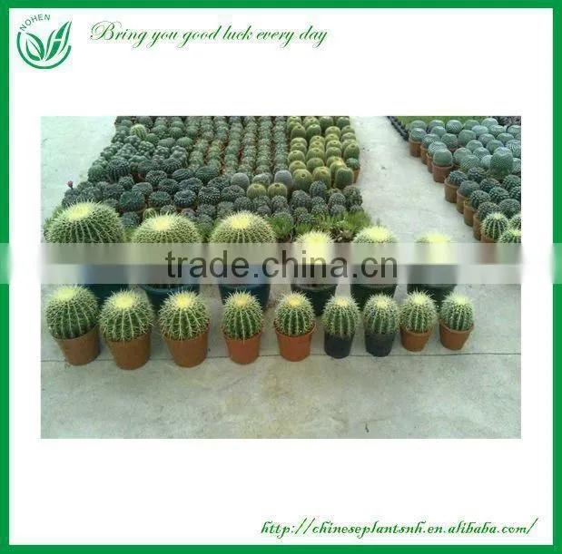 Gymnocalycium saglionis cactus