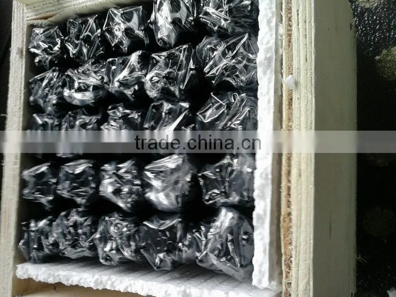 tapered button bit 34 mm 8 tips 7 degree