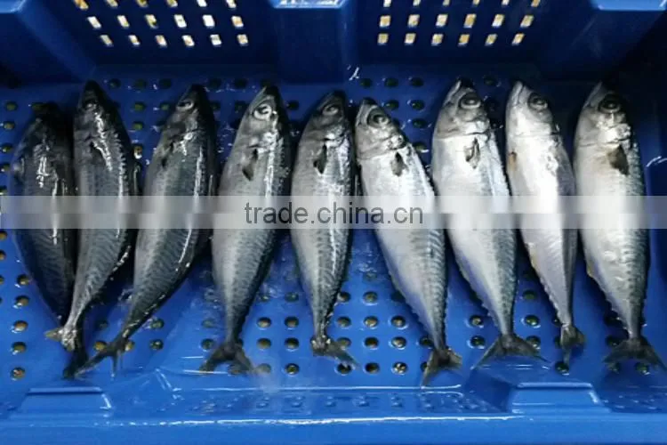 frozen wild catch pacific mackerels 300-500g