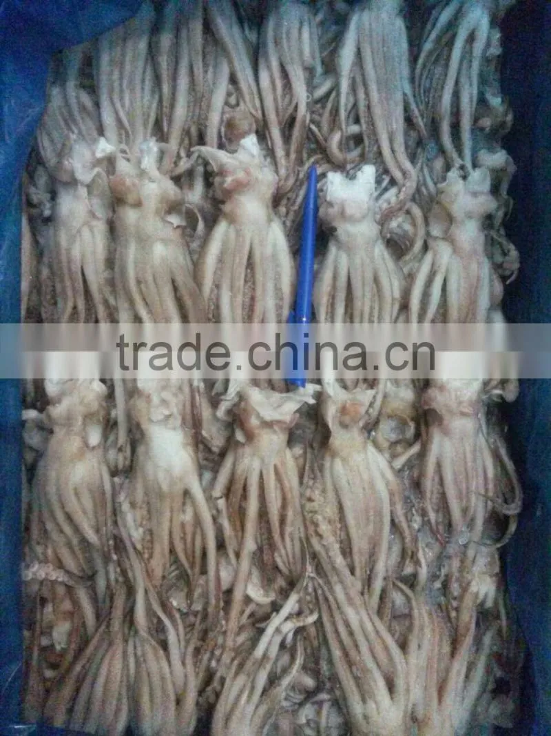 Frozen Squid Tentacle Of ILLex Squid