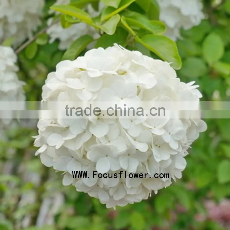 Quality anthurium flowers hobby lobby wholesale flowers fresh cut flower buyer factory prize supply