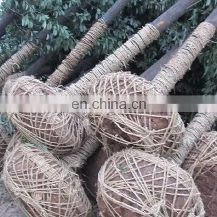 Tree transplanter and tree spade attachment