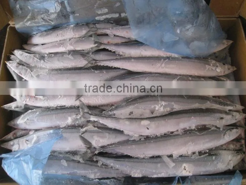 seafrozen pacific saury wr