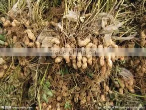 Automatic peanut picker machine/ High efficiency peanut picking machine