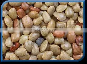 Horse Gram