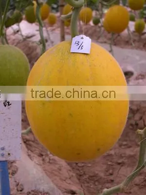 Hybrid Yellow Peel White Flesh Cantaloupe Sweet Melon Seeds For Growing-Golden Red