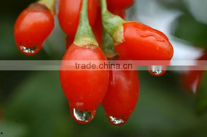 GMP Manufacturer Supply 100% Natural Goji Juice