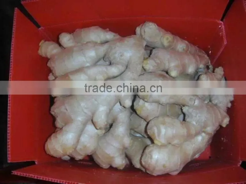 Hot selling Chinese fresh yellow ginger