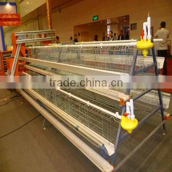 layer chicken poultry house