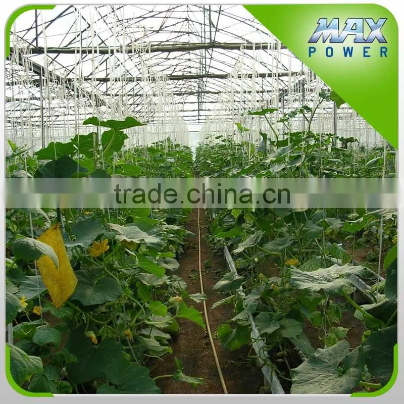 High Quality Multi-Span Tunnel Greenhouses Structure
