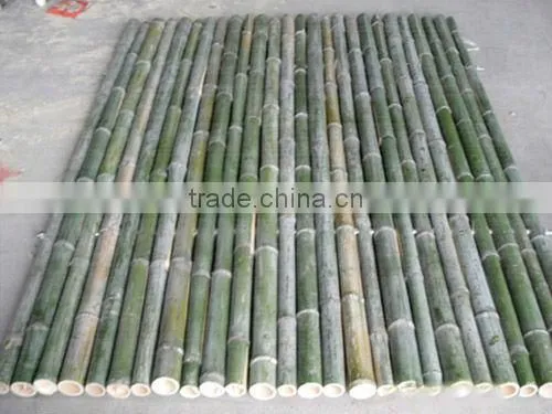 Tonkin Bamboo Cane/Cane Bamboo/Bamboo Pole