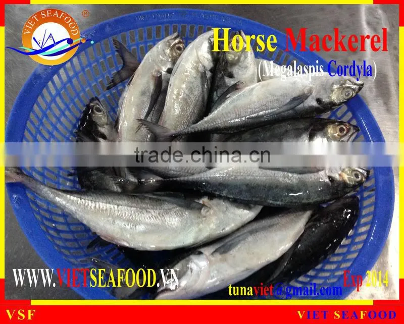 FRESH RAM MATERIALS W/R HORSE MACKEREL