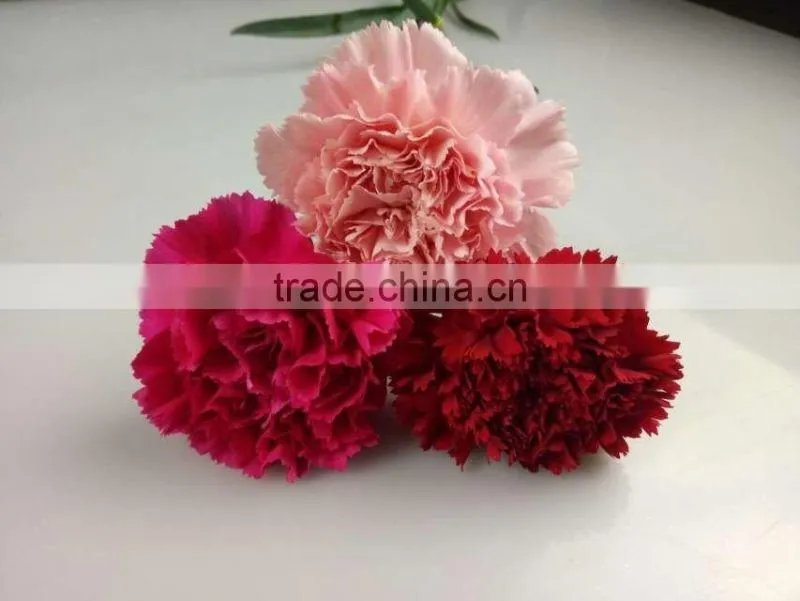 Decorative Flowers Carnation Cut Flower For Wedding Decoration From Yunnan,China