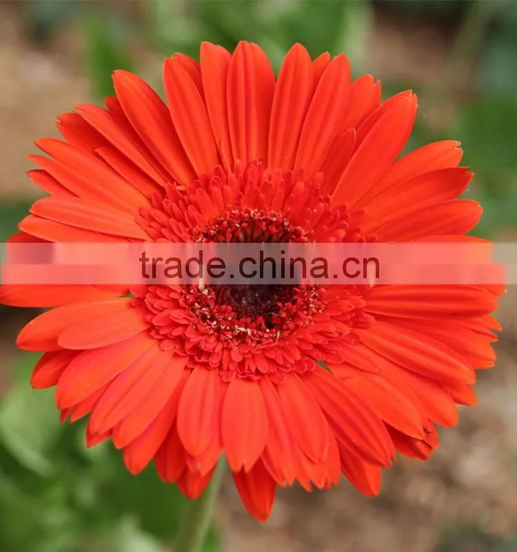 Bottom price Savanna dubai fresh flower red color gerbera