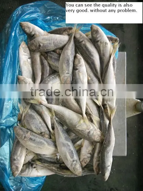 20cm up frozen horse mackerel 20+