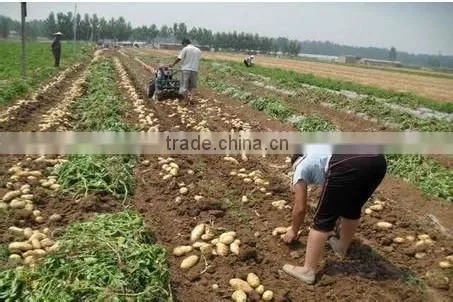 New arrival Hi-tech agricultural carrot /garlic /potato mini digger for sale
