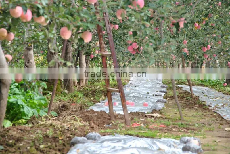 Matured apple fruits Variety and fresh fruits Type mature whole fuji apples
