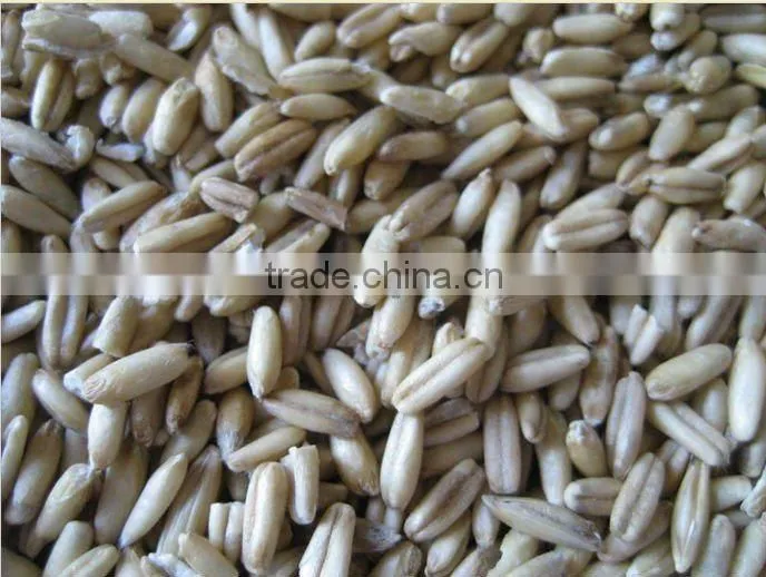 Spain High Quality and Best Quality Dirty Wool