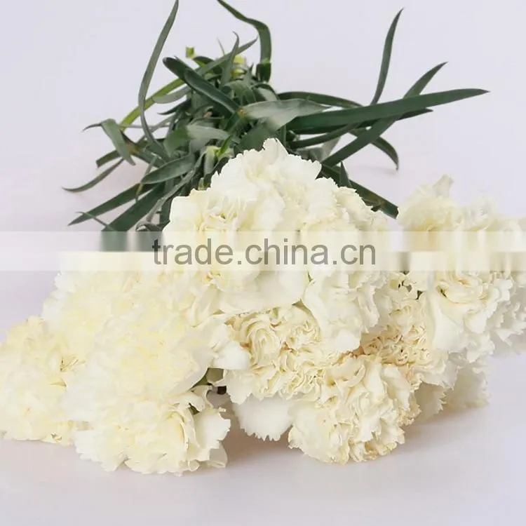 Cheap Snow White fresh cut carnation flowers