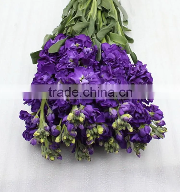 Love theme top sell best level purple violets