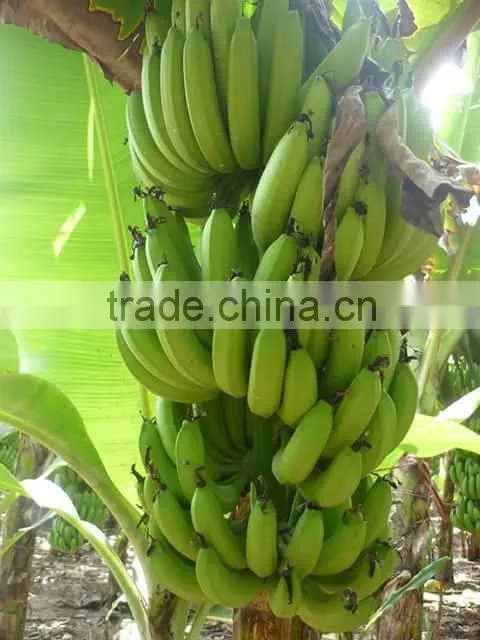 Green fresh Cavendish Banana from India
