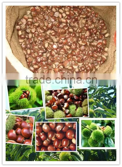 Supply dried chestnut with good quality for sale