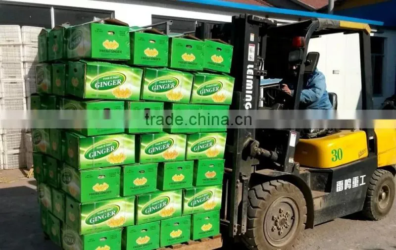 Bulk fresh ginger in carton package