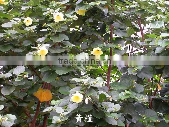 Hibiscus tiliaceus L.