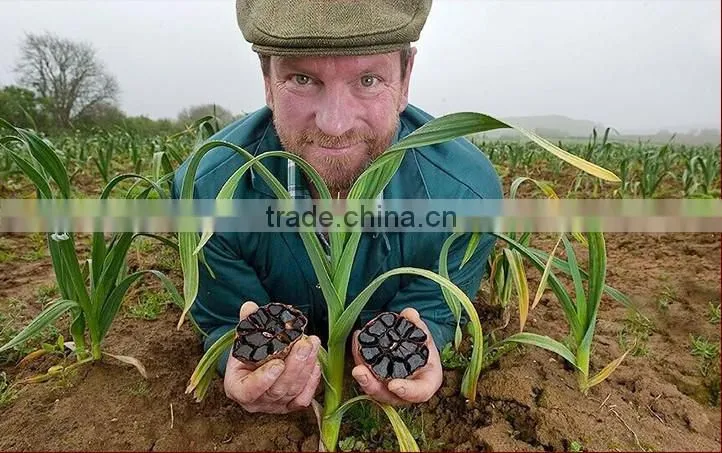 high quality black garlic wiht healthy benefit