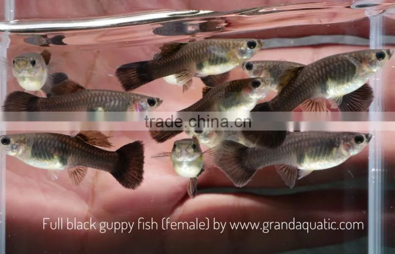 Full black guppy for Freshwater Aquarium fish export company from Thailand