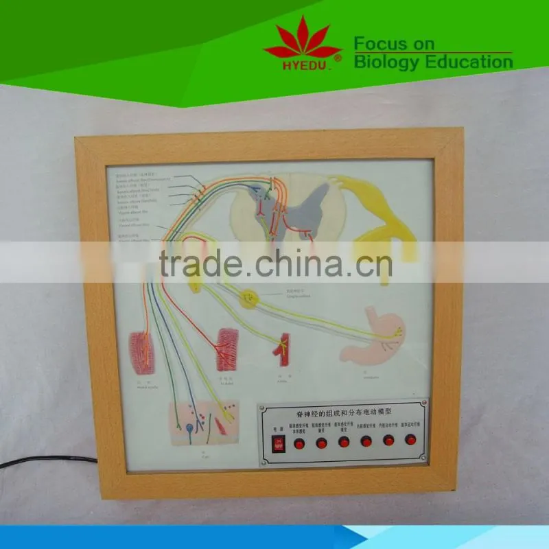 Low priced Spinal nerve reflex and damage electric model