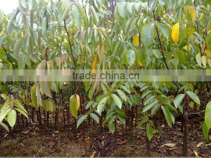 Averrhoa carambola tree seedling