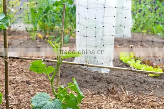 the growing of climbing plant, like pea & bean ---trellis netting