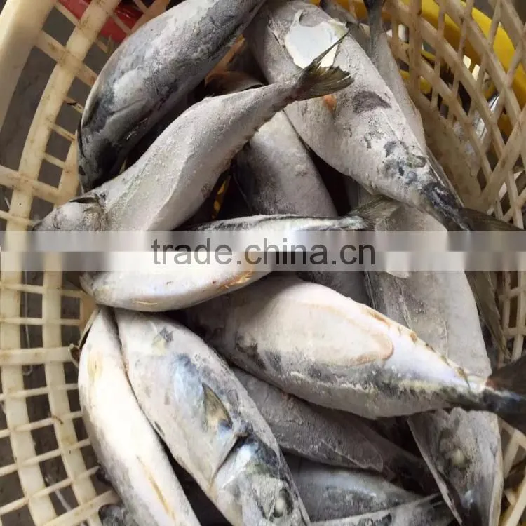 frozen mackerel scomber japonicus fish mackerel 300-500G seafrozen for sale