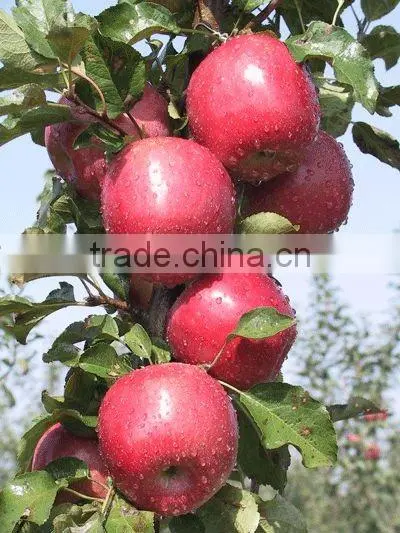 2013 fresh fuji apple