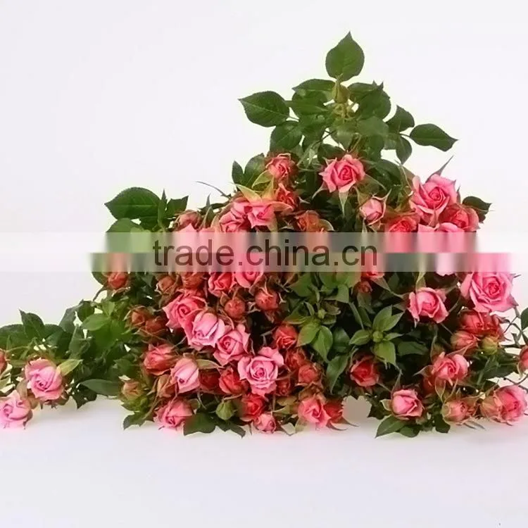 Colorful sprayed rose high quality fresh cut rose flower